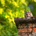 Owl head poking out of a chimney demonstrating the need for regular chimney service Monmouth County